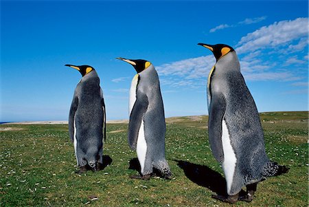 south atlantic - King penguins (Aptenodytes patagonicus), Volunteer Point, East Falkland, Falkland Islands, South Atlantic, South America Foto de stock - Sin royalties Premium, Código: 6119-08267498