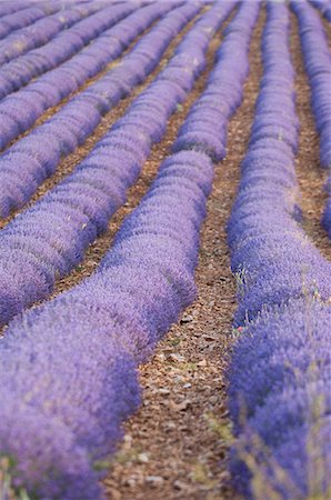 simsearch:6129-09057578,k - Rows of Lavender,Luberon,France Stock Photo - Premium Royalty-Free, Code: 6119-08267571