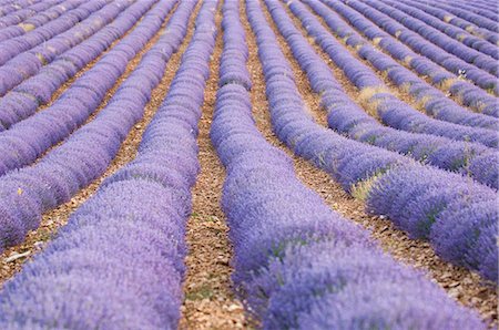 sault - Lavender Field,Sault,Luberon,France Foto de stock - Sin royalties Premium, Código: 6119-08267584