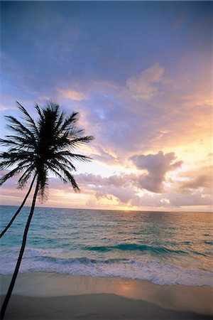 Palm tree and sea, Bottom Bay, Barbados, West Indies, Caribbean, Central America Stock Photo - Premium Royalty-Free, Code: 6119-08267530