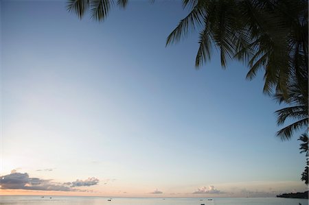 simsearch:6119-07451094,k - Palm Trees,West Coast,Barbados,West Indies,Caribbean,Central America Photographie de stock - Premium Libres de Droits, Code: 6119-08267767