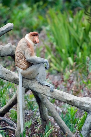 sabah tree - Proboscis monkey, Labuk Bay Proboscis Monkey Sanctuary, Sabah, Borneo, Malaysia, Southeast  Asia, Asia Stock Photo - Premium Royalty-Free, Code: 6119-08267950