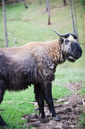 simsearch:6119-08267966,k - Takin, national animal of Bhutan, Motithang Takin Preserve, Thimphu, Bhutan, Asia Stock Photo - Premium Royalty-Free, Code: 6119-08267965