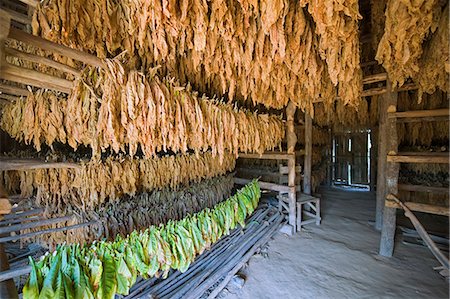 Tobacco leaves hung up to dry, Vinales Valley, UNESCO World Heritage Site, Cuba, West Indies, Caribbean, Central America Foto de stock - Sin royalties Premium, Código: 6119-08268047