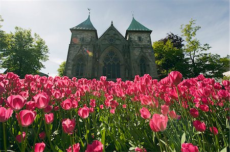 simsearch:6119-08268560,k - Tulips in front of Stavanger Cathedral, Stavanger, Norway, Scandinavia, Europe Stock Photo - Premium Royalty-Free, Code: 6119-08268058