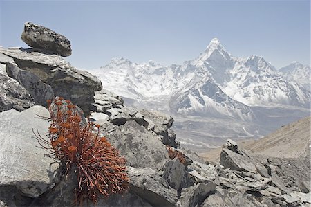 simsearch:6119-08268579,k - High altitude flowers, Ama Dablam in background, Solu Khumbu Everest Region, Sagarmatha National Park, Himalayas, Nepal, Asia Foto de stock - Sin royalties Premium, Código: 6119-08268014