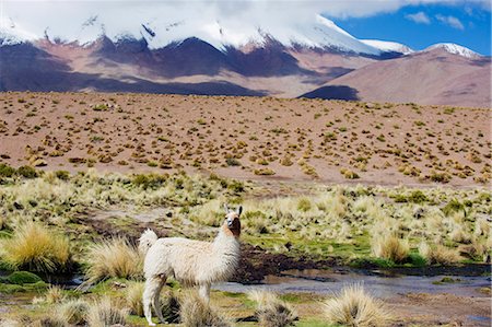 Llama in the Altiplano, Bolivia, South America Photographie de stock - Premium Libres de Droits, Code: 6119-08268183