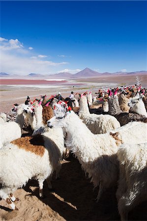 simsearch:6119-08268302,k - Llamas at Laguna Colorado (Red Lake), Eduardo Avaroa Andean National Reserve, Bolivia, South America Foto de stock - Sin royalties Premium, Código: 6119-08268187