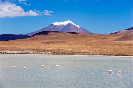 simsearch:6119-08268302,k - James flamingo (Phoenicoparrus jamesi), Laguna Canapa, Bolivia, South America Foto de stock - Sin royalties Premium, Código: 6119-08268185