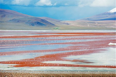 simsearch:6119-08268302,k - James Flamingo (Phoenicoparrus jamesi), at Laguna Colorado (Red Lake), Eduardo Avaroa Andean National Reserve, Bolivia, South America Foto de stock - Sin royalties Premium, Código: 6119-08268188