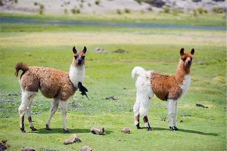 Llama on the high plains, Bolivia, South America Stock Photo - Premium Royalty-Free, Code: 6119-08268195