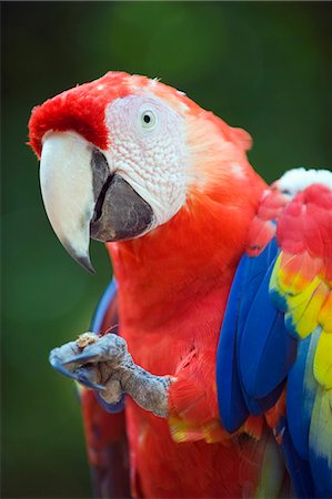 red bird feathers - Macaw at Copan Ruins, Honduras, Central America Stock Photo - Premium Royalty-Free, Code: 6119-08268124