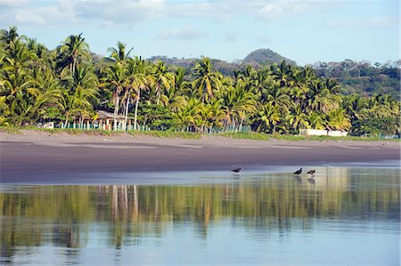 Vultures on the beach at Playa Sihuapilapa, Pacific Coast, El Salvador, Central America Stock Photo - Premium Royalty-Free, Code: 6119-08268130