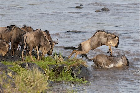 simsearch:6119-08268252,k - Wildebeest crossing Mara River during annual migration, Masai Mara, Kenya, East Africa, Africa Foto de stock - Royalty Free Premium, Número: 6119-08268246