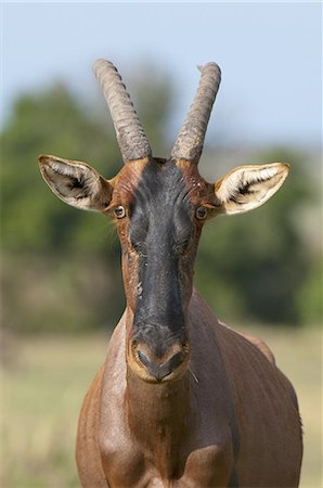 simsearch:6119-08268259,k - Topi (Damaliscus lunatus), Masai Mara, Kenya, East Africa, Africa Stock Photo - Premium Royalty-Free, Code: 6119-08268253