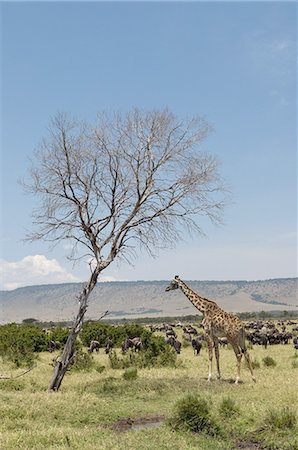 simsearch:6119-07452687,k - Masai Giraffe (Giraffa camelopardalis), Masai Mara, Kenya, East Africa, Africa Photographie de stock - Premium Libres de Droits, Code: 6119-08268254