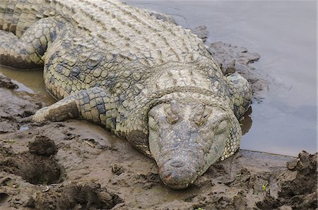 simsearch:6119-08268252,k - Nile crocodile (Crocodilus niloticus), Masai Mara, Kenya, East Africa, Africa Foto de stock - Royalty Free Premium, Número: 6119-08268265