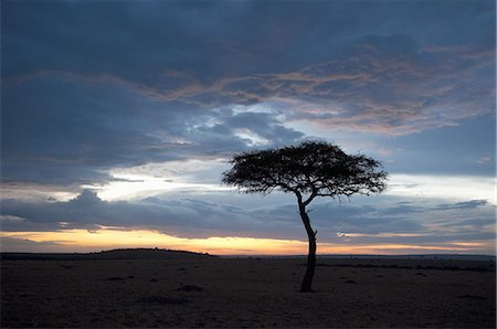simsearch:851-02963293,k - Masai Mara, Kenya, East Africa, Africa Foto de stock - Sin royalties Premium, Código: 6119-08268269