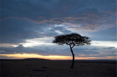 Masai Mara, Kenya, East Africa, Africa Stock Photo - Premium Royalty-Free, Code: 6119-08268269