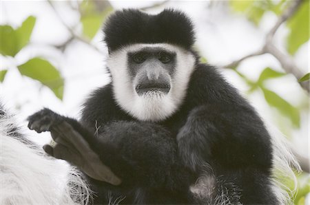simsearch:6119-08268259,k - Black and white colobus monkey (Colobus guereza), Samburu National Park, Kenya, East Africa, Africa Stock Photo - Premium Royalty-Free, Code: 6119-08268276