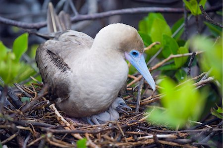 simsearch:6119-08268204,k - Red footed booby and chick, Isla Genovesa, Galapagos Islands, UNESCO World Heritage Site, Ecuador, South America Stock Photo - Premium Royalty-Free, Code: 6119-08268209