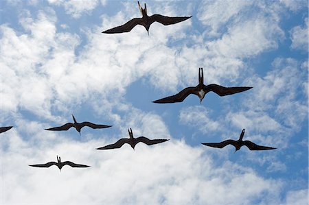 simsearch:6119-08268198,k - Great frigate bird (Frigata minor) flying in formation, Galapagos Islands, UNESCO World Heritage Site, Ecuador, South America Photographie de stock - Premium Libres de Droits, Code: 6119-08268213