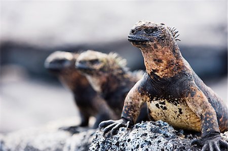 Marine Iguanas (Amblyrhynchus cristatus), Isla Santa Cruz, Galapagos Islands, UNESCO World Heritage Site, Ecuador, South America Foto de stock - Sin royalties Premium, Código: 6119-08268211