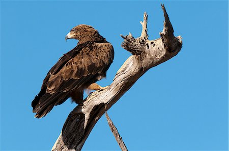 eagles perched on tree branch - Tawny eagle (Aquila rapax), Lualenyi Game Reserve, Kenya, East Africa, Africa Stock Photo - Premium Royalty-Free, Code: 6119-08268351