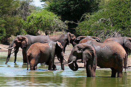 point d'eau - Elephants (Loxodonta africana), Lualenyi Game Reserve, Kenya, East Africa, Africa Photographie de stock - Premium Libres de Droits, Code: 6119-08268354