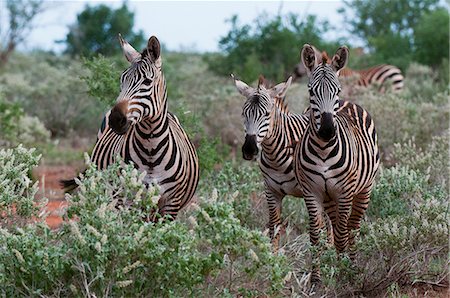 simsearch:6119-08269122,k - Grant's zebra (Equus quagga boehmi), Lualenyi Game Reserve, Kenya, East Africa, Africa Foto de stock - Sin royalties Premium, Código: 6119-08268355