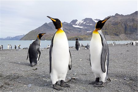 pinguino reale - King penguins (Aptenodytes patagonicus), Gold Harbour, South Georgia, Antarctic, Polar Regions Fotografie stock - Premium Royalty-Free, Codice: 6119-08268369