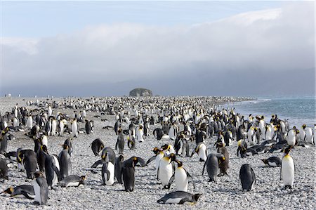 salisbury plains - King penguin colony (Aptenodytes patagonicus), Salisbury Plain, South Georgia, Antarctic, Polar Regions Photographie de stock - Premium Libres de Droits, Code: 6119-08268390