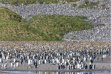 south georgia island - King penguin colony (Aptenodytes patagonicus), Salisbury Plain, South Georgia, Antarctic, Polar Regions Stock Photo - Premium Royalty-Free, Code: 6119-08268391