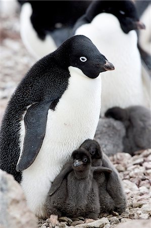 simsearch:6119-09074840,k - Adelie penguin (Pygoscelis adeliae), with chicks, Commonwealth Bay, Antarctica, Polar Regions Photographie de stock - Premium Libres de Droits, Code: 6119-08268397