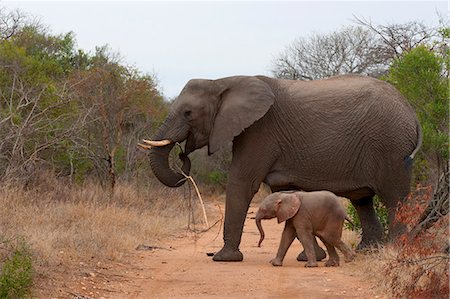 Elephant (Loxodonta africana), Kapama Game Reserve, South Africa, Africa Stock Photo - Premium Royalty-Free, Code: 6119-08268323