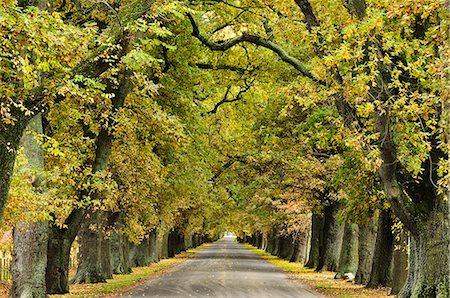 Oak Alley, Ormond Road, Hastings, Hawke's Bay, North Island, New Zealand, Pacific Stockbilder - Premium RF Lizenzfrei, Bildnummer: 6119-08268478