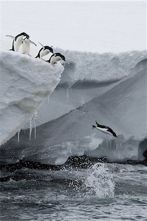 penguin jumping - Adelie penguins (Pygoscelis adeliae), Port Martin, Antarctica, Polar Regions Stock Photo - Premium Royalty-Free, Code: 6119-08268404