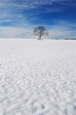 Winter landscape, near Villingen-Schwenningen, Black Forest-Baar (Schwarzwald-Baar) district, Baden-Wurttemberg, Germany, Europe Foto de stock - Sin royalties Premium, Código: 6119-08268582