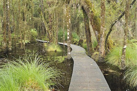 swampland - Walkway through Swamp Forest, Ships Creek, West Coast, South Island, New Zealand, Pacific Stock Photo - Premium Royalty-Free, Code: 6119-08268516