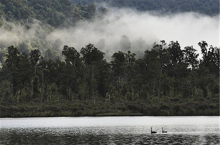 simsearch:6119-08268465,k - Black swans (Cygnus atratus), on Lake Moeraki, West Coast, South Island, New Zealand, Pacific Photographie de stock - Premium Libres de Droits, Code: 6119-08268535