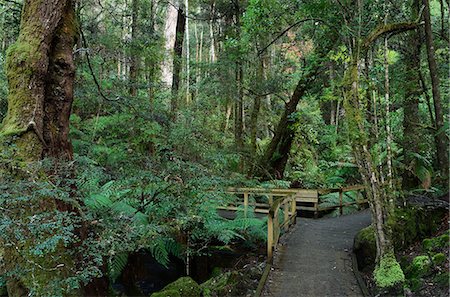 simsearch:6119-08268646,k - Walkway through temperate rainforest, Mount Field National Park, UNESCO World Heritage Site, Tasmania, Australia, Pacific Stockbilder - Premium RF Lizenzfrei, Bildnummer: 6119-08268645