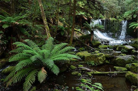 simsearch:6119-08268646,k - Horseshoe Falls, Mount Field National Park, UNESCO World Heritage Site, Tasmania, Australia, Pacific Stockbilder - Premium RF Lizenzfrei, Bildnummer: 6119-08268648