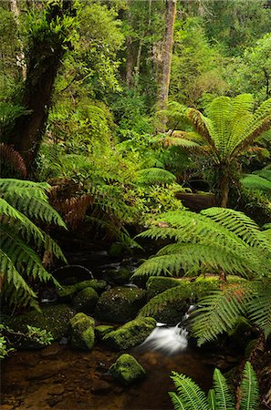 simsearch:6119-08268646,k - Stream and tree ferns, Mount Field National Park, UNESCO World Heritage Site, Tasmania, Australia, Pacific Stockbilder - Premium RF Lizenzfrei, Bildnummer: 6119-08268649