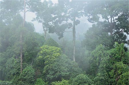 saber - Rainforest, Sepilok Rainforest Discovery Center, Sabah, Borneo, Malaysia, Southeast Asia, Asia Foto de stock - Sin royalties Premium, Código: 6119-08268607