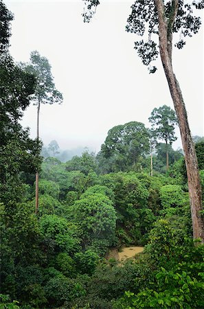 sabah tree - Rainforest, Sepilok Rainforest Discovery Center, Sabah, Borneo, Malaysia, Southeast Asia, Asia Stock Photo - Premium Royalty-Free, Code: 6119-08268606