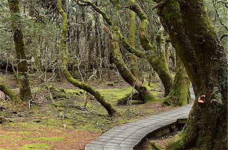 simsearch:6119-08268646,k - Boardwalk through temperate rainforest, Cradle Mountain-Lake St. Clair National Park, UNESCO World Heritage Site, Tasmania, Australia, Pacific Stockbilder - Premium RF Lizenzfrei, Bildnummer: 6119-08268623