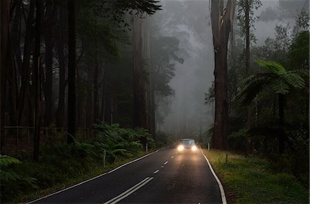 Mountain Ash forest in fog, Dandenong Ranges National Park, Dandenong Ranges, Victoria, Australia, Pacific Stock Photo - Premium Royalty-Free, Code: 6119-08268621