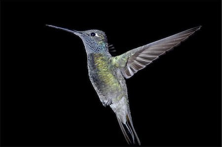 Male magnificent hummingbird (Eugenes fulgens) in flight, Madera Canyon, Coronado National Forest, Arizona, United States of America, North America Photographie de stock - Premium Libres de Droits, Code: 6119-08268747