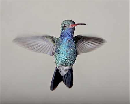 Male broad-billed hummingbird (Cynanthus latirostris) in flight, Madera Canyon, Coronado National Forest, Arizona, United States of America, North America Foto de stock - Sin royalties Premium, Código: 6119-08268745