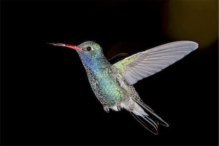 Male broad-billed hummingbird (Cynanthus latirostris) in flight, Madera Canyon, Coronado National Forest, Arizona, United States of America, North America Foto de stock - Sin royalties Premium, Código: 6119-08268748